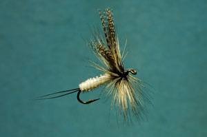 Coffin Fly