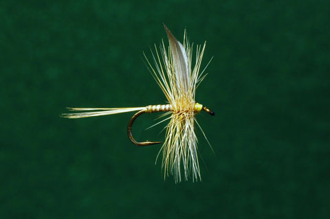 1st Place - Louis Kasamis - Ginger Quill