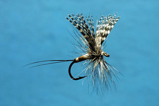 The Dette - 4th Place 2009